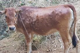Tăng cường phòng chống bệnh viêm da nổi cục trên đàn trâu, bò