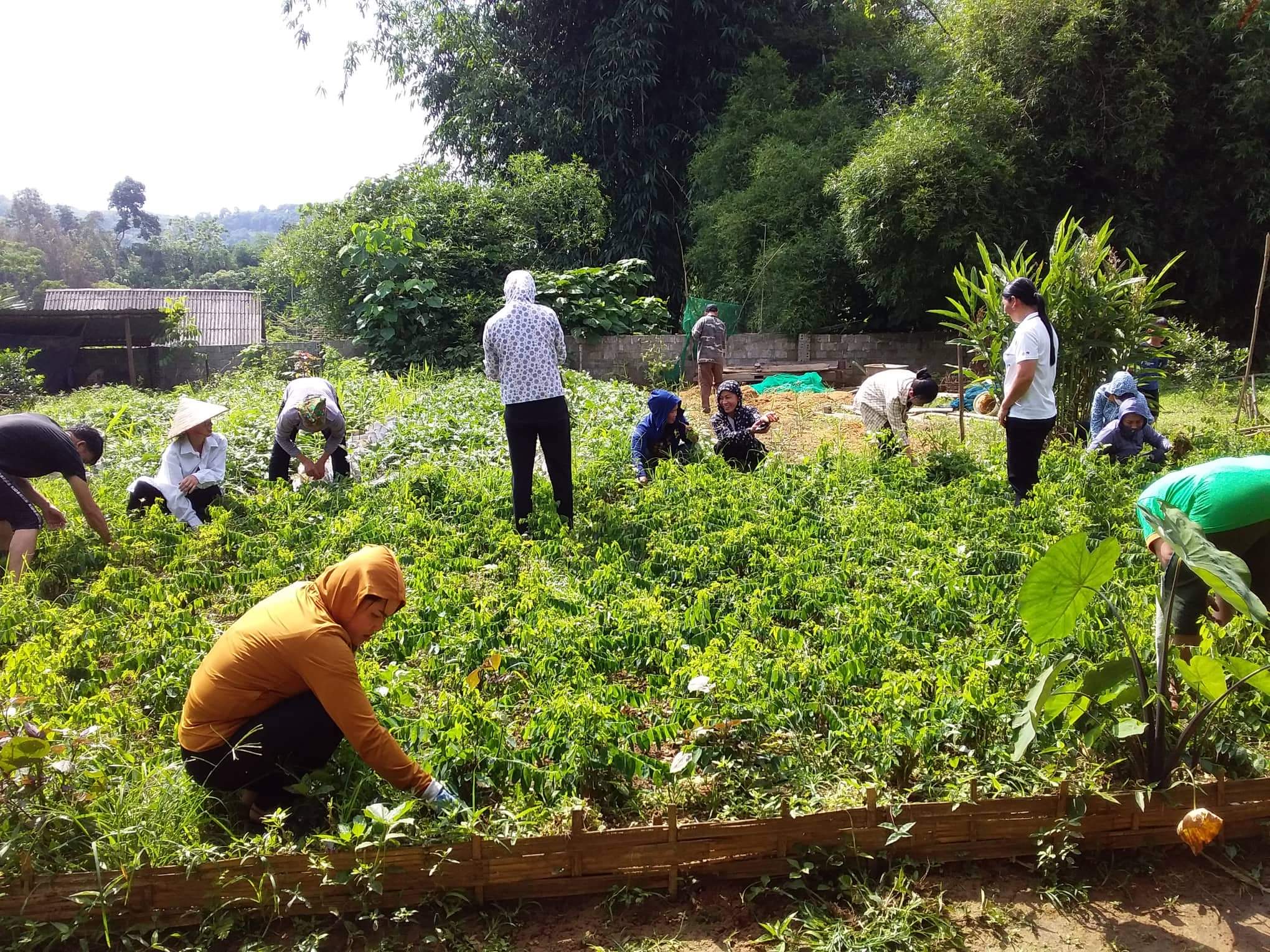 Phụ nữ Ngọc Minh cải tạo vườn tạp, phát triển kinh tế vườn hộ
